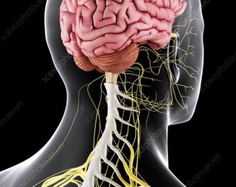 Brain spine hospital in buldhana