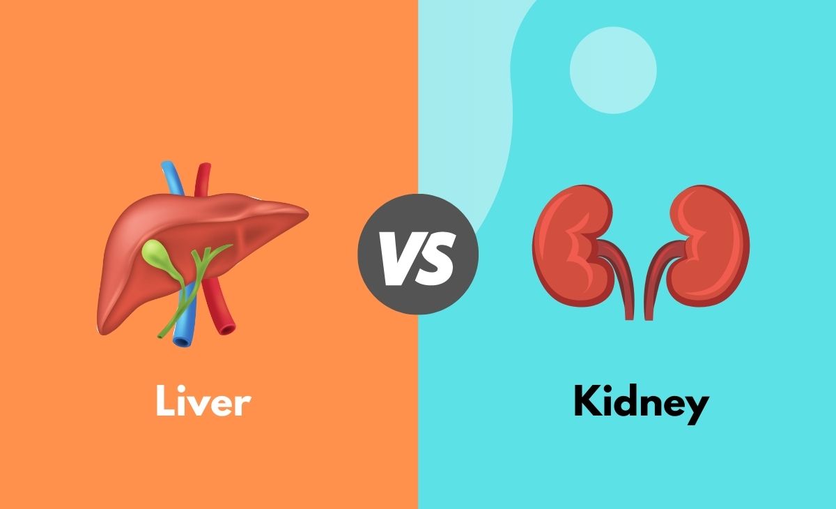 Liver kidney hospital in amravati