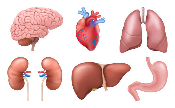 Liver kidney hospital in ujjain