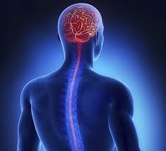 Brain Spine Hospital Narsinghpur