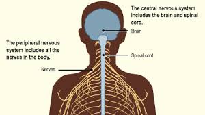 Brain Spine Hospital Raipur