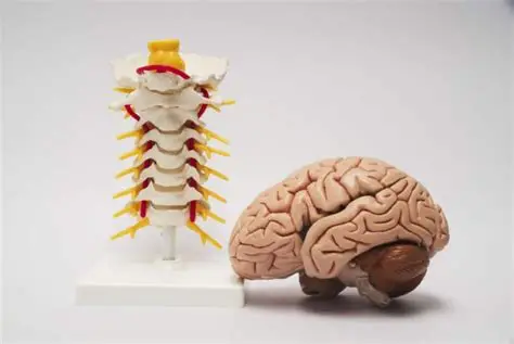 Brain spine hospital in hoshangabad