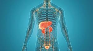 Liver Kidney Hospital Balaghat
