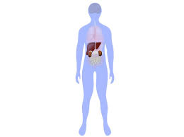 Liver Kidney Hospital Narsinghpur
