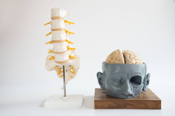 Neuro spine surgery specialist in kondagaon